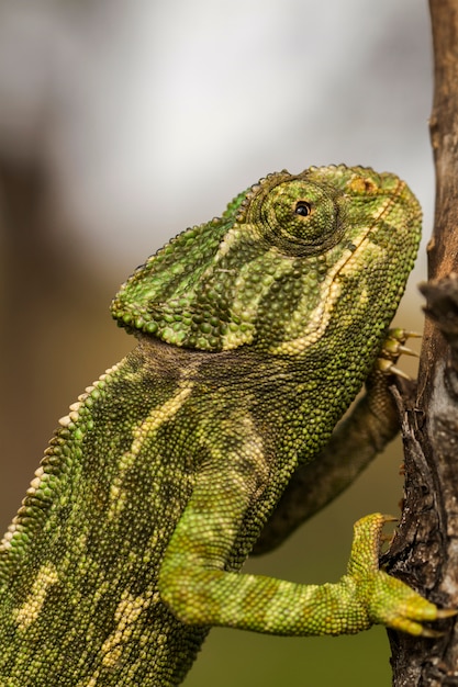 Close up view of a cute green chameleon on the wild.