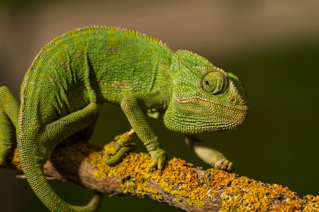 Close up view of a cute green chameleon on the wild.