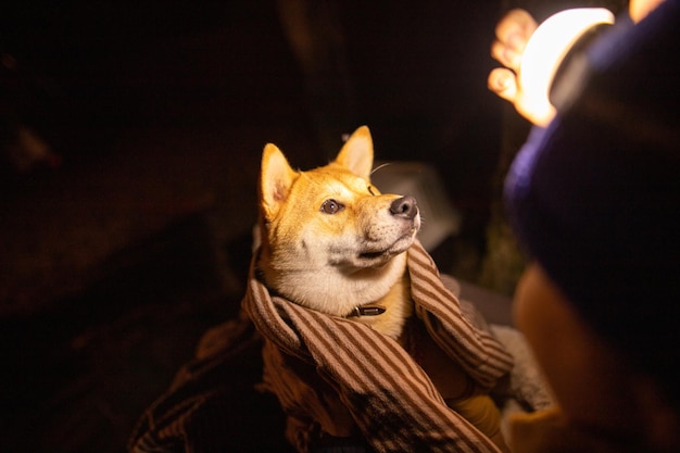 Close up view of cute shiba inu breed dog yawning shiba inu dog at home