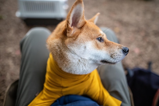 Close up view of cute shiba inu breed dog yawning shiba inu dog at home