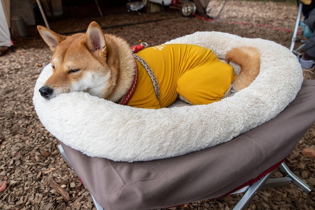 Close up view of cute shiba inu breed dog yawning shiba inu dog at home