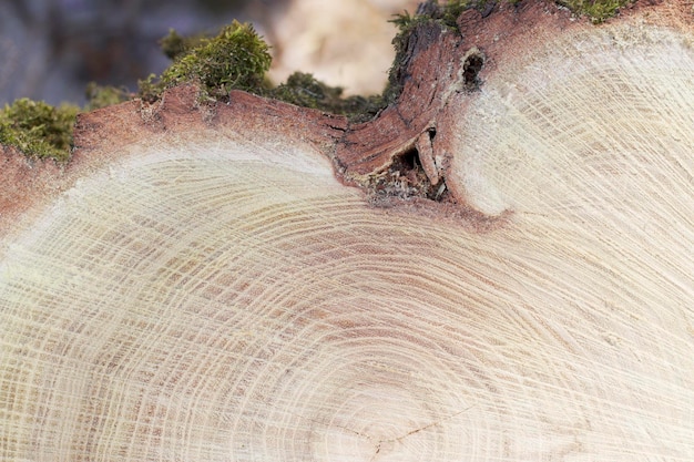 Close up view of a cuted tree log as a wooden background
