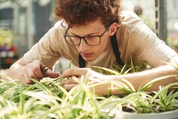 Photo close up view cuts the plants young man with curly hair and in glasses is in greenhouse