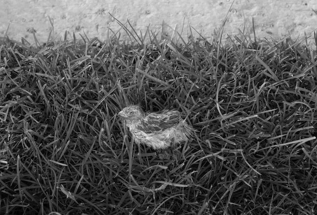 Close up view of dead tiny bird breeding on the grass after falling from its nest in the tree Sad scene