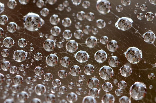 Photo close-up view of dew drops on spiders web