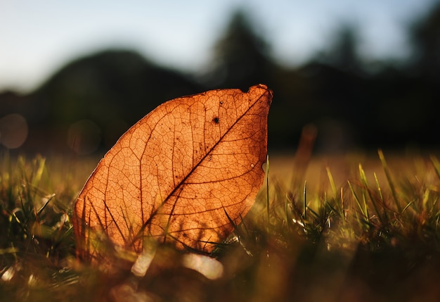 Close-up view of the dried leaf on the lawn