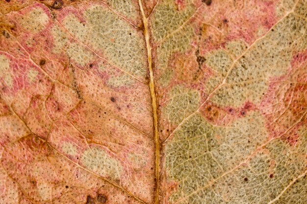 Close up view of a dry leaf with the autumn colors.