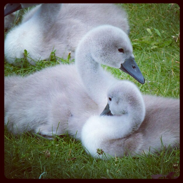 Photo close-up view of ducklings