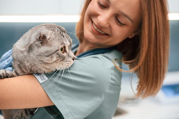 Close up view embracing an animal Scottish fold cat in the veterinarian clinic with female doctor