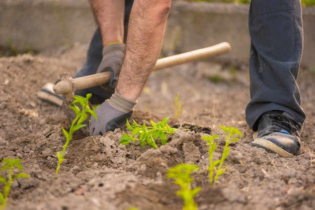 Close up view of a farmer at work.