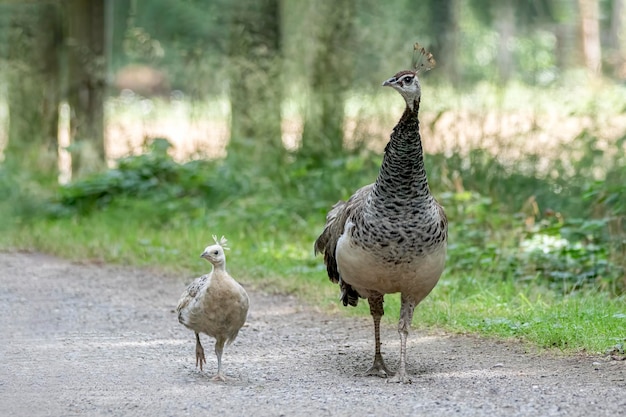 Close up view of a female The Indian peafowl or blue peafowl (Pavo cristatus) and her chick.