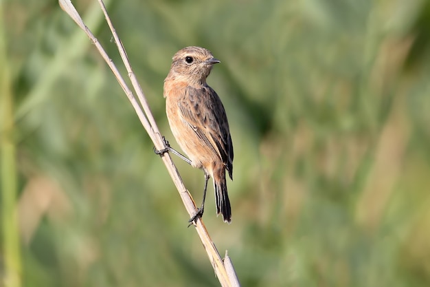 Vista ravvicinata su una femmina whinchat (saxicola rubetra) si siede sulla canna sottile in una luce diurna morbida