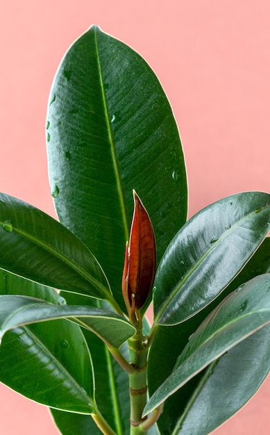 Foto vista ravvicinata della pianta di ficus con gocce d'acqua su sfondo rosa