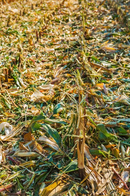 Close up view on field of corn after harvest