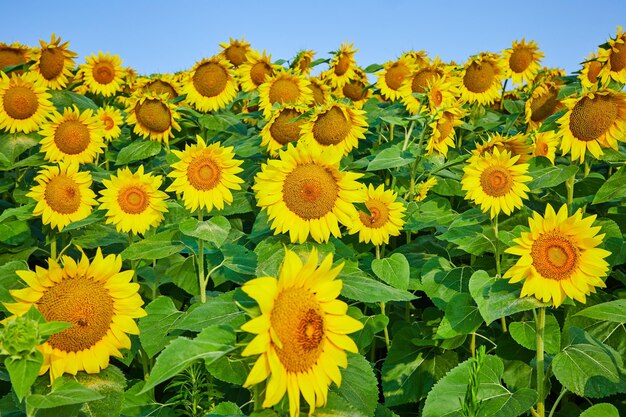 Close up view of a field of yellow sunflowers facing forward with blue sky overhead