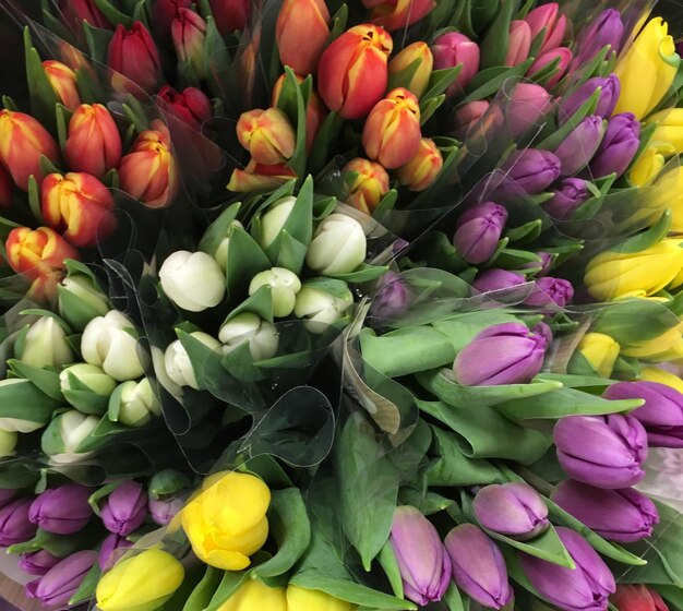 Close-up view of flowers