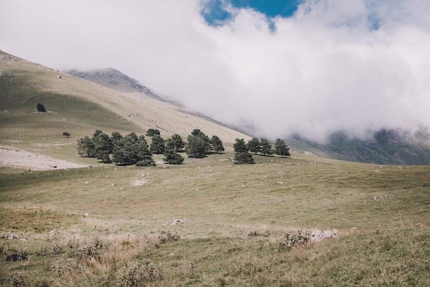 Close up view forest and mountains scenes in national park Dombai, Caucasus, Russia, Europe. Summer landscape, sunshine weather, dramatic blue sky and sunny day