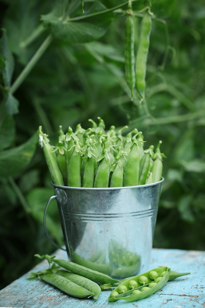 Close-up view of fresh green peas in a small metal bucket on blue wooden background on nature