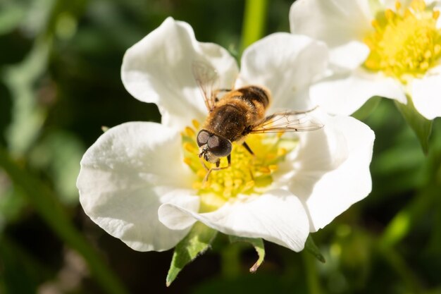 Close up view of fresh strawberry flowers with insects