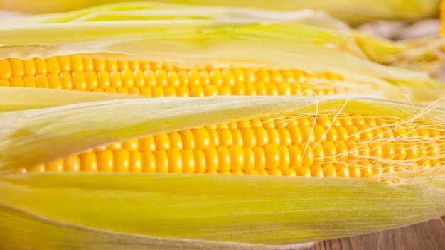 Close up view of fresh sweet corn cobs