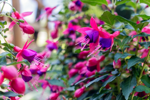 Close up view of a fuchsia hybrida in a botanical garden