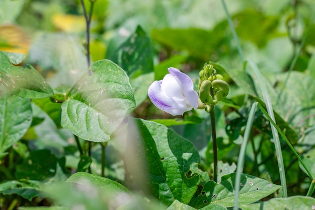 밝은 햇빛에 완전히 꽃이 만발한 일반 콩 꽃의 클로즈업 보기