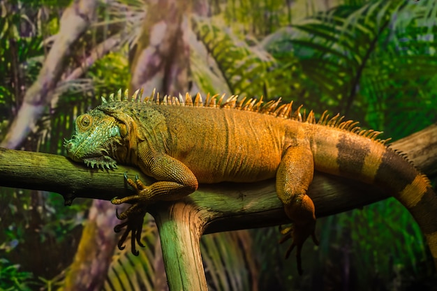 Close up view of giant reptile Iguana lizard with plants behind