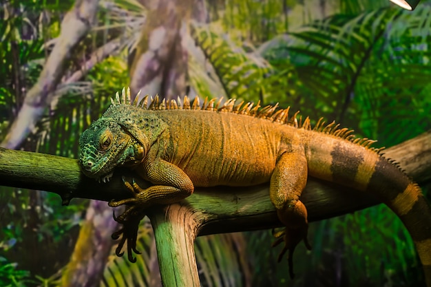 Крупным планом вид гигантской ящерицы-игуаны рептилии с растениями позади