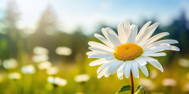 Close up View of a Gorgeous Daisy Blossom