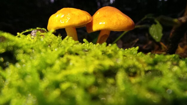 Close-up view of grass