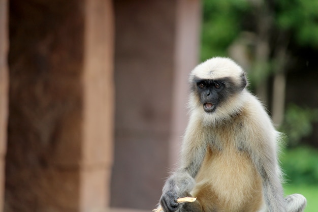 Close-up view of the gray langur.