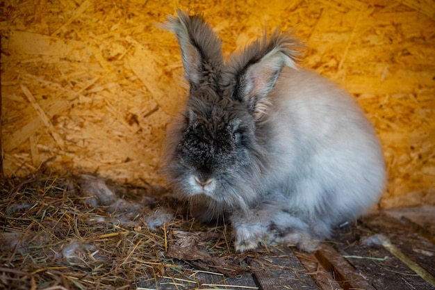 Close up view of gray rabbit in the paddock of farm in altai russia