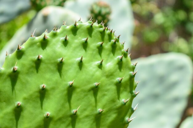 Close-up view of green cactus leaf.