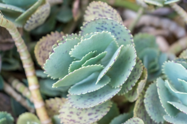 Close-up view of green cactus leaf.