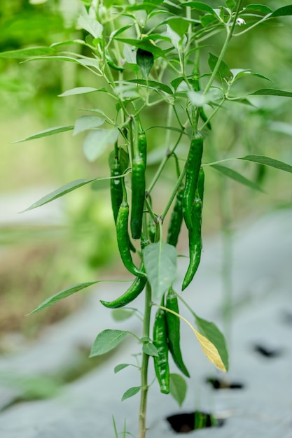 Close up view on a green hot peppers growing in the garden