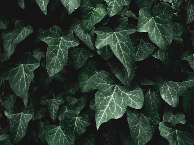 Photo close-up view of green leafs concept