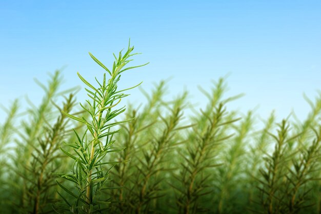 Close up view of the green tropical leaf