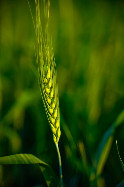 Close-up view of green wheat field in India