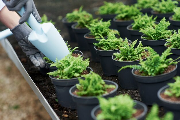 Photo close up view of hands in gloves working with the plants in the pots.