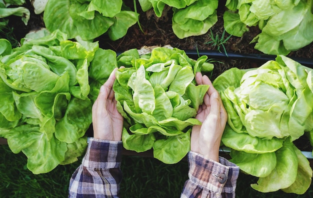 close up view hands picking green lettuce, salad in vegetable plot, organic concept