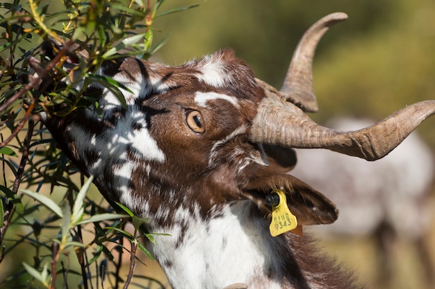 Close up view of the head of brown goat in the countryside. 