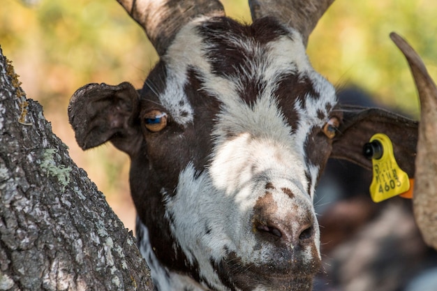 Close up view of the head of brown goat in the countryside. 