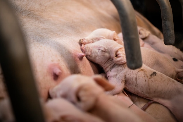 Close up view of hungry newborn pigs sucking mother's nipple in pigpen.