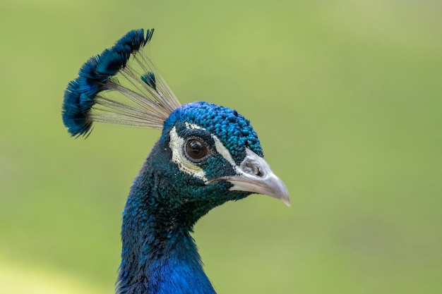 Close up view of The Indian peafowl or blue peafowl (Pavo cristatus)