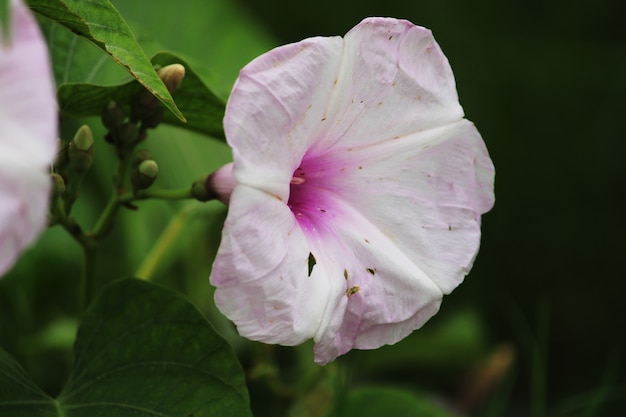 Close-up view of the Ipomoea carnea flower. The bush morning glory flower.