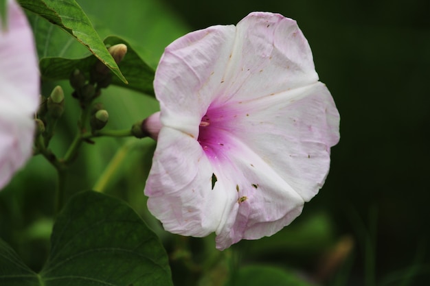 Крупным планом вид цветка Ipomoea carnea. Кустовой цветок ипомеи.