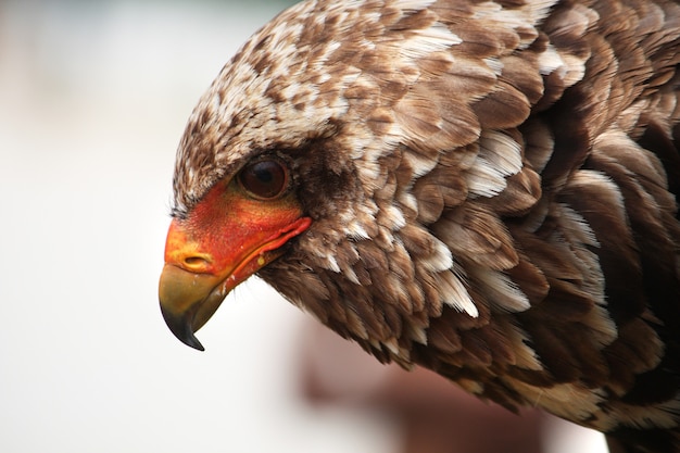 청소년 bateleur 독수리의 뷰를 닫습니다.