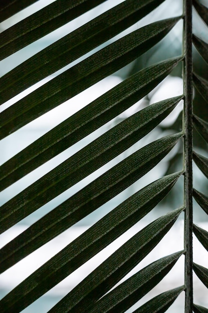 Close up view of a leaf pattern