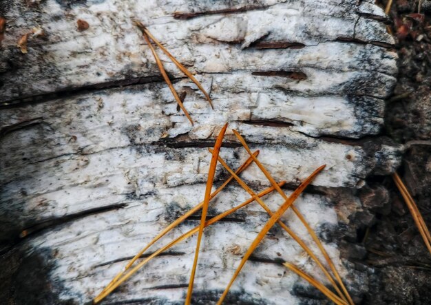 Photo close-up view of leaf