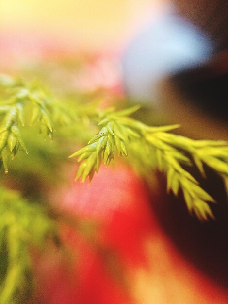 Close-up view of leaf